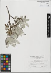 Foto von Salix helvetica Vill.